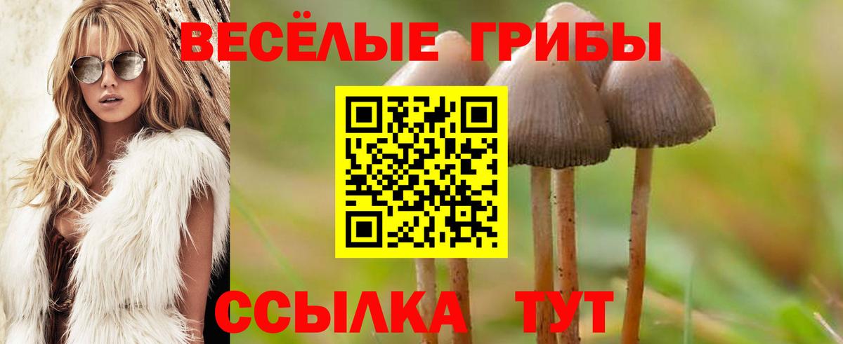 Псилоцибиновые грибы Psilocybe Приморско-Ахтарск